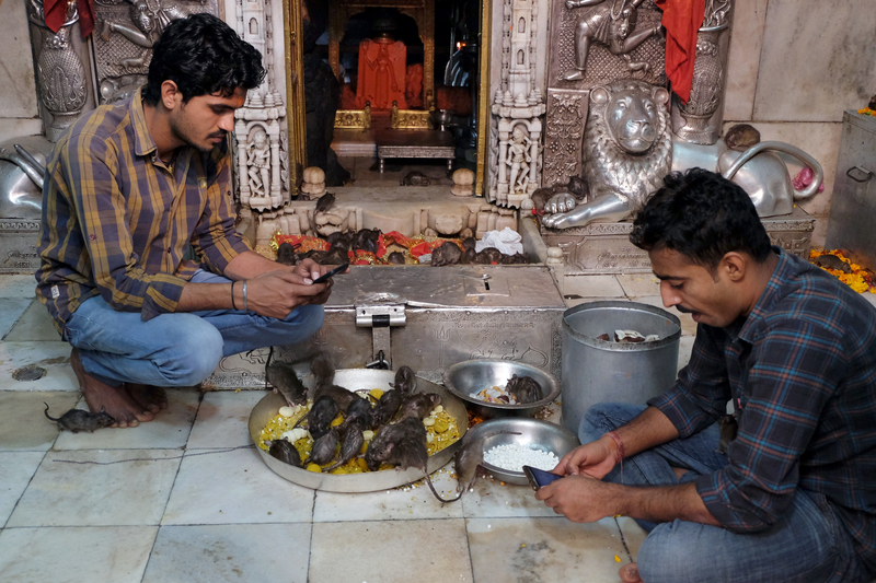 A Temple Devoted to Rats | Shutterstock