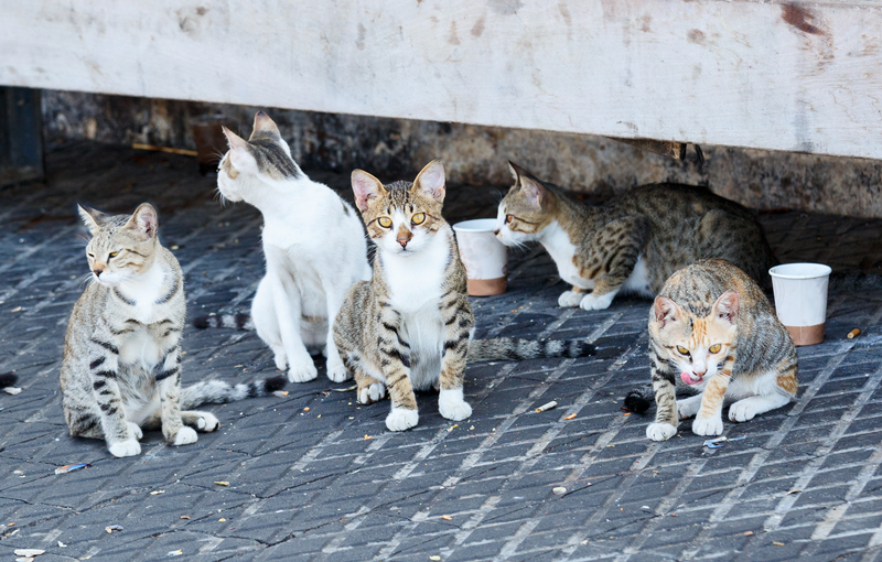 A Fan of Cats | Shutterstock Photo by S1001