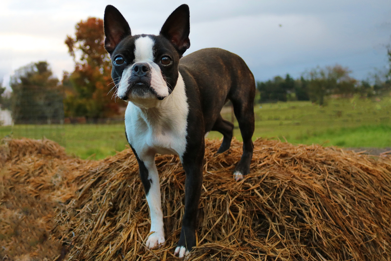 Boston Terrier | Shutterstock 