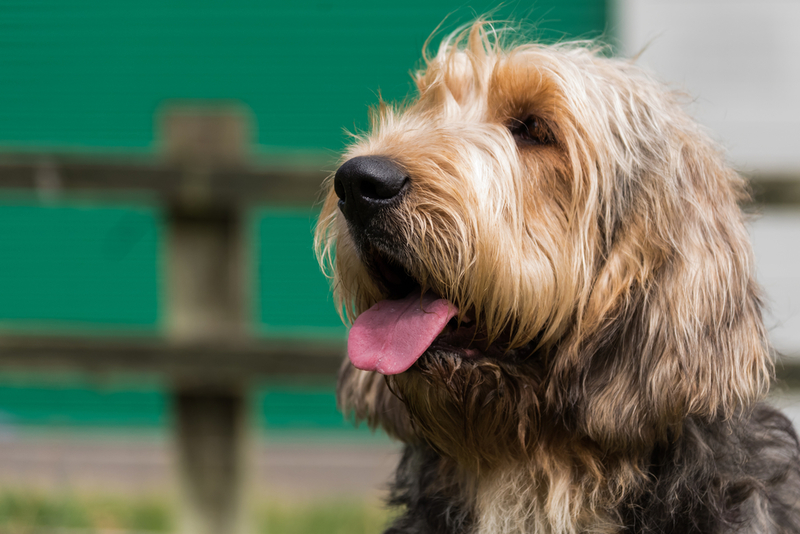 Otterhound | Shutterstock 