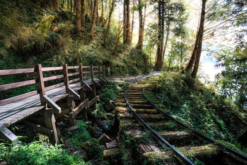 Verlassene Eisenbahnstrecke in einem Wald | Shutterstock