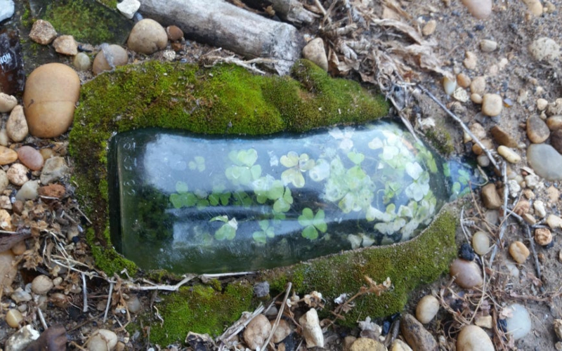 Clover Forest in a Bottle | Reddit.com/erixashes