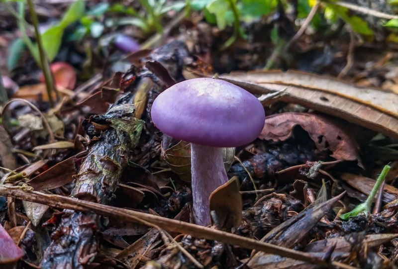 Magic Mushroom? | Alamy Stock Photo by Roberto Dziura Jr.