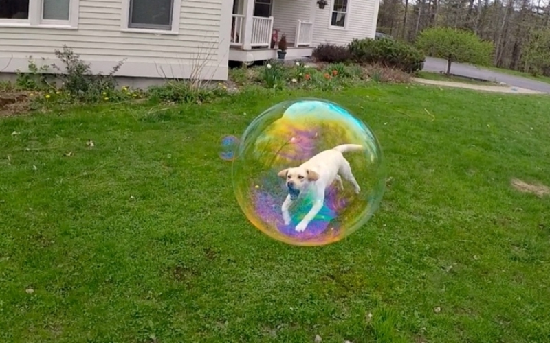 Bubble Dog | Instagram/@dognamedstella