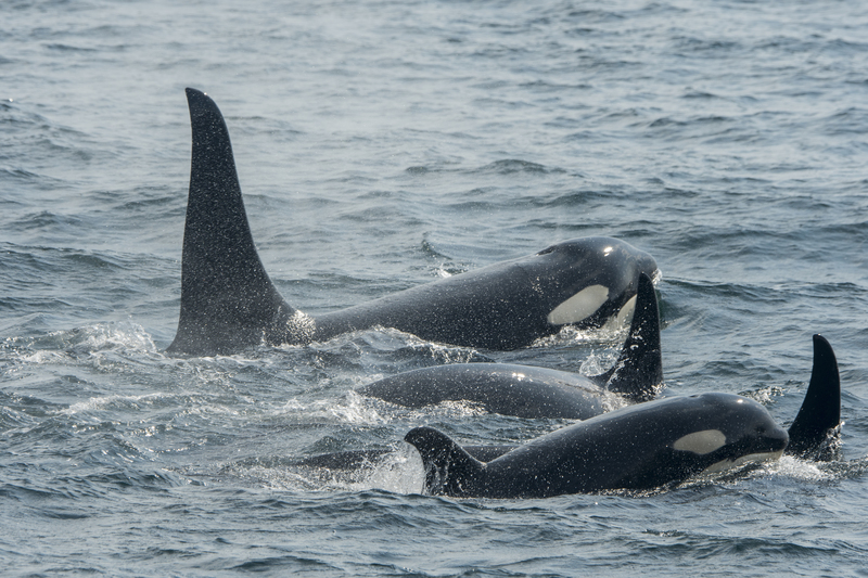 Orcas Feasting on Great Whale | Getty Images Photo by Wolfgang Kaehler/LightRocket