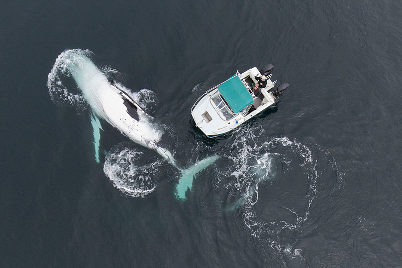 Having a Whale of a Time | Getty Images Photo by Barcroft Media 