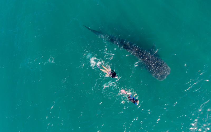 Swimming with the Whale Sharks | Shutterstock Photo by Leonardo Gonzalez