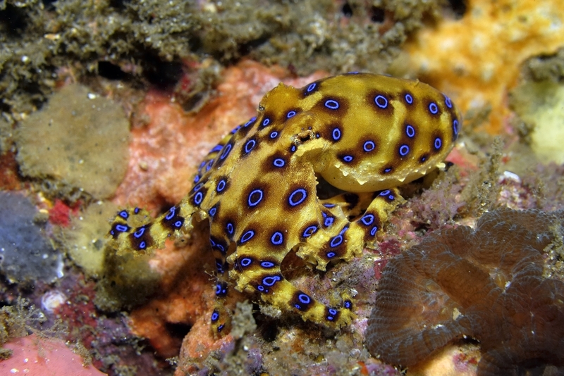 Blue-Ringed Octopus | Shutterstock