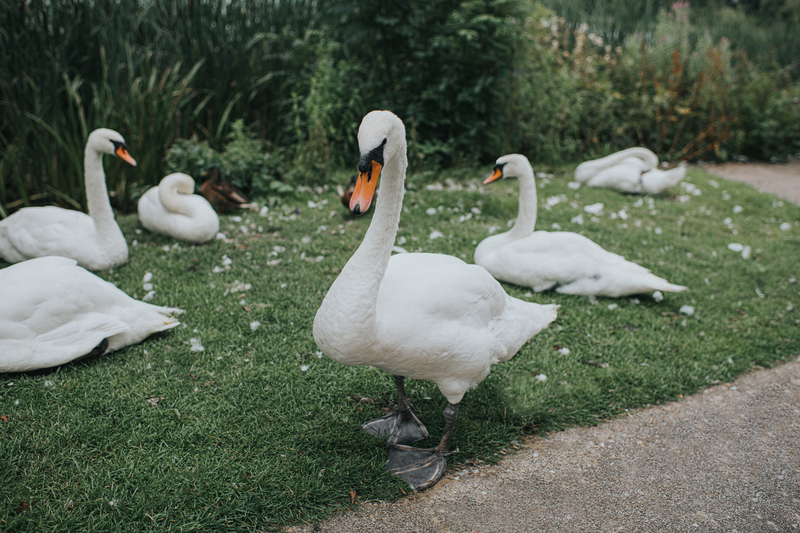 Swans | Getty Images Photo by Catherine Falls Commercial