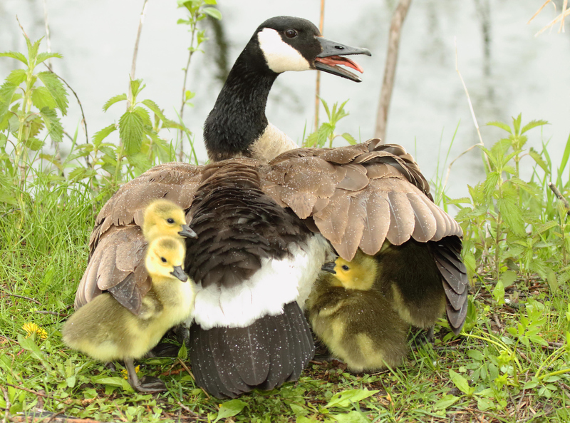 Canadian Goose | Alamy Stock Photo by Max Allen 