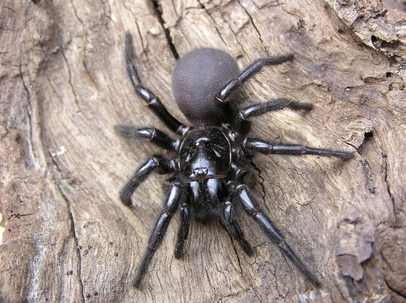 Sydney Funnel Web Spider | Shutterstock