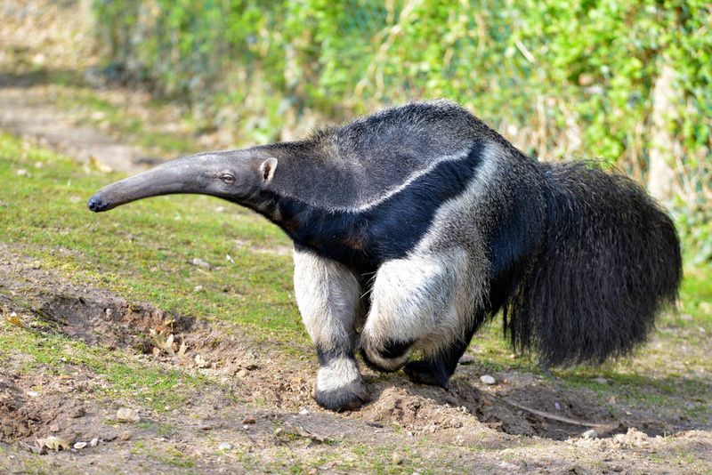 Anteaters | Shutterstock