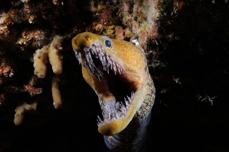 Moray Eel | Getty Images Photo by Jorge Sorial/500px