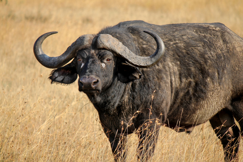 Cape Buffalo | Shutterstock