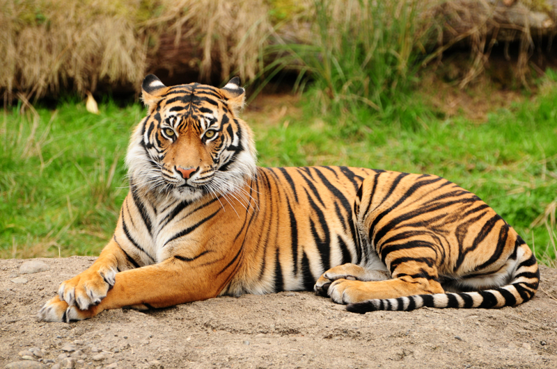 Bengal Tiger | Shutterstock
