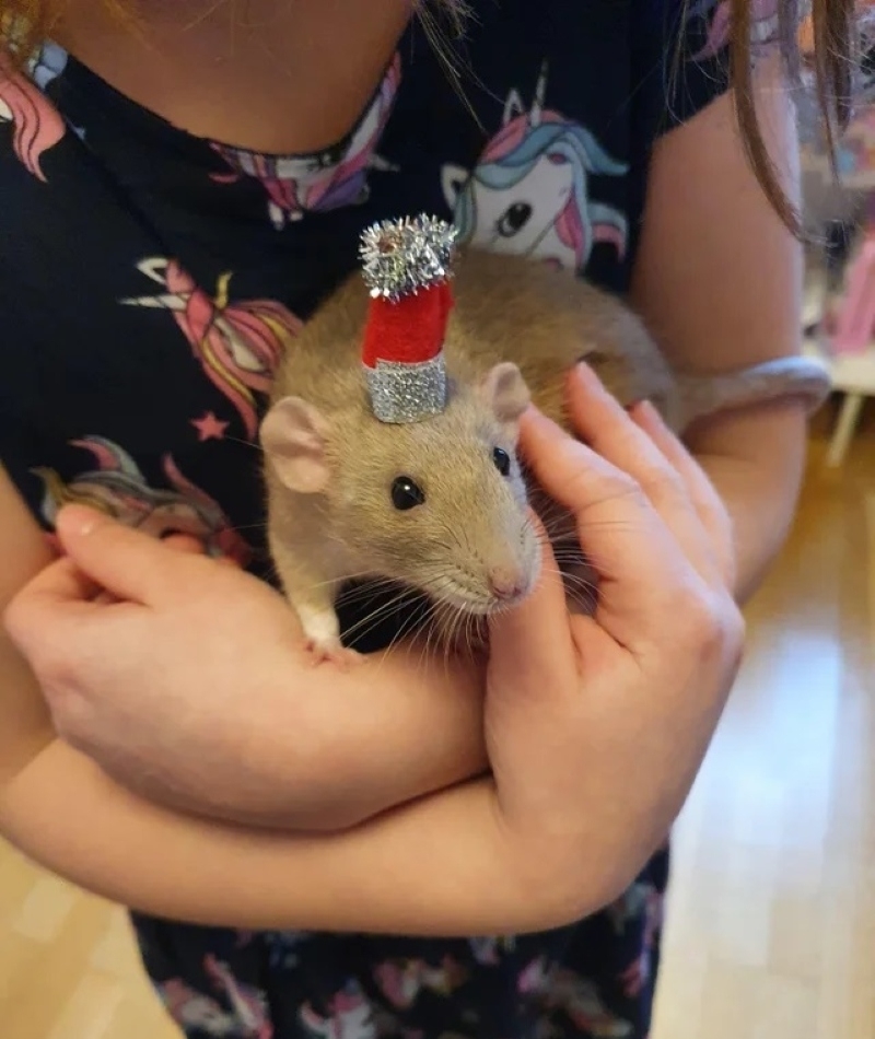 Diese Ratte ist bereit zu feiern! | Reddit.com/QueenYamma