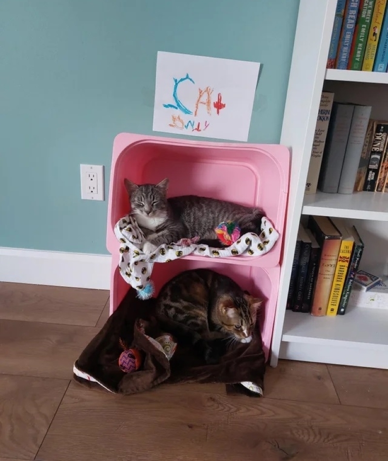 Perfekter Platz für ein Katzennickerchen | Reddit.com/Jacagain