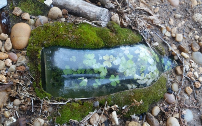 Klee-Wald in einer Flasche | Reddit.com/erixashes