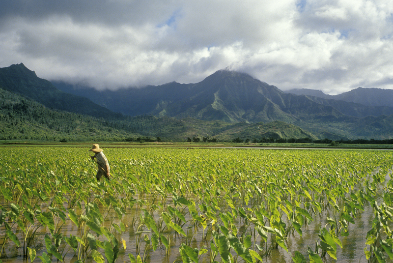 Hanalei Valley | Getty Images Photo by Bob Sacha