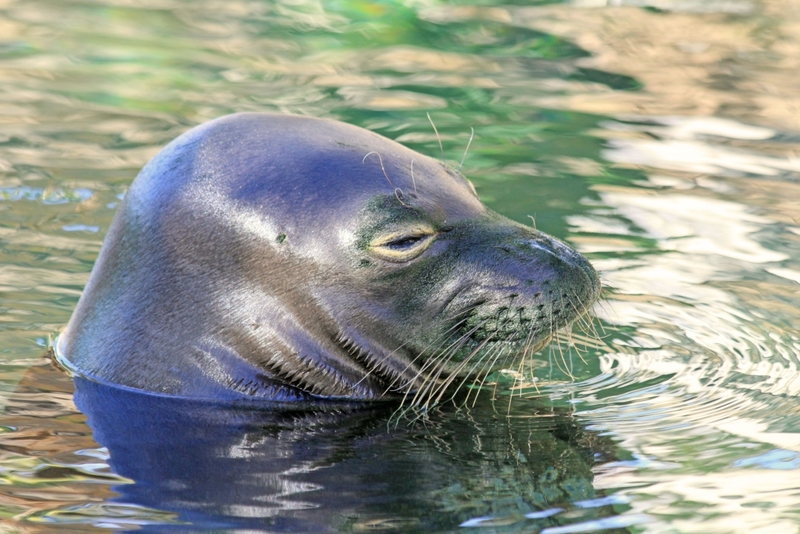 Like Seals Underwater | Alamy Stock Photo