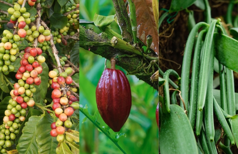 Coffee, Cocoa, and Vanilla | Alamy Stock Photo