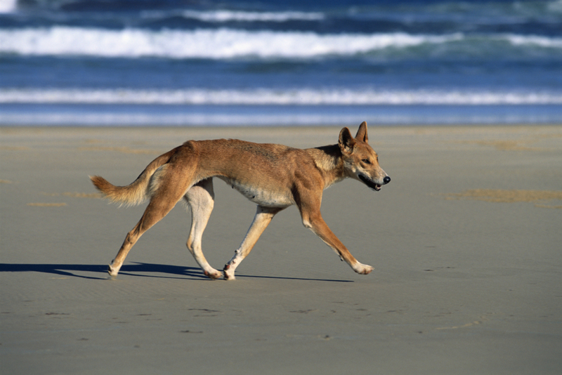 Fraser Island, Australien | Getty Images Photo by Martin Harvey