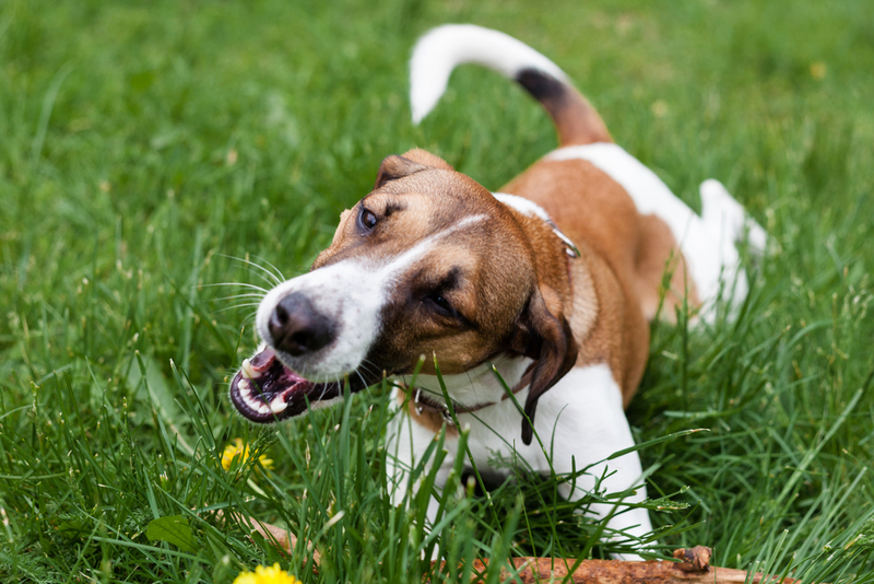 Dogs Eating Grass | Shutterstock Photo by Aksana Lebedz
