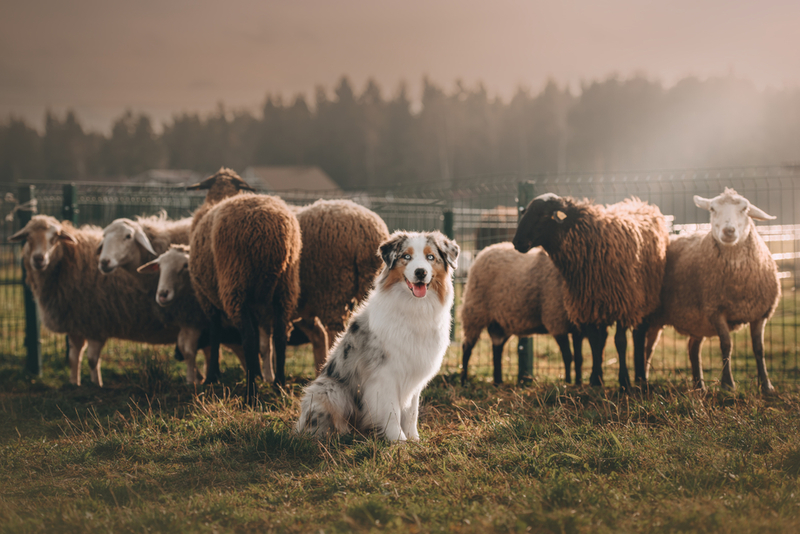 Herd Instincts | Shutterstock Photo by Alexandra Morrison Photo
