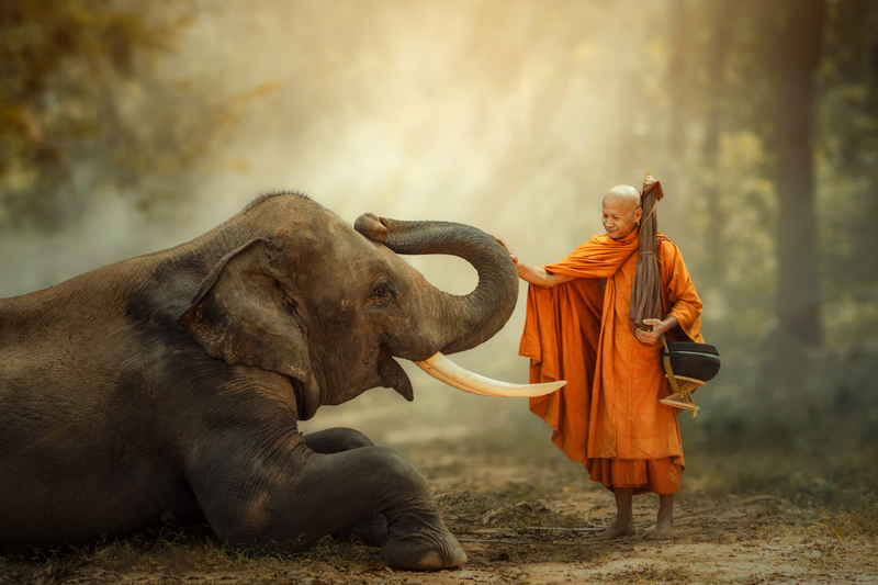 The Holy Elephant | Shutterstock Photo by SantiPhotoSS