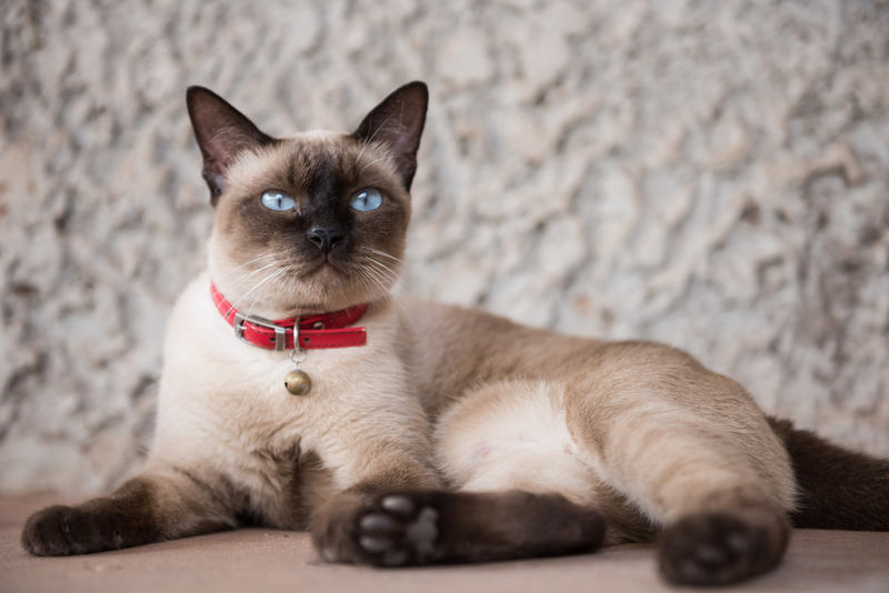 Siamese Cats | Shutterstock Photo by Suwanon Wongsaphan