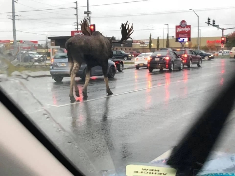 Alaskan Traffic Jam | Reddit.com/mntoak