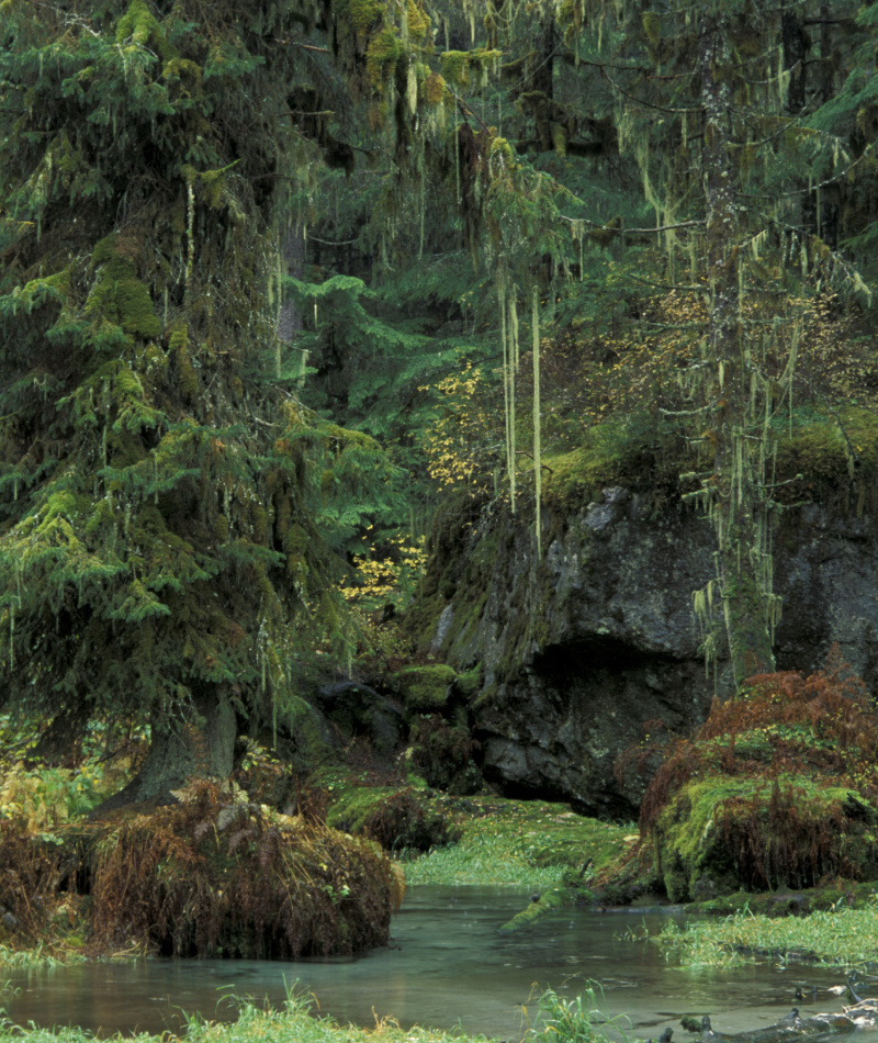The Tongass National Forest | Alamy Stock Photo by Howie Garber / Danita Delimont, Agent