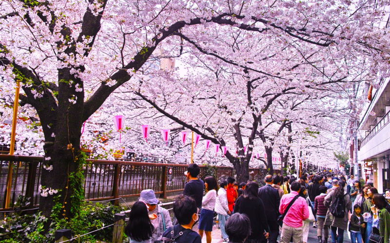 Cherry Blossom Lantern Festival – Japan | Shutterstock Photo by 7maru
