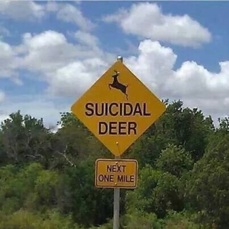 Suicidal Deer | Twitter/@TanyaGiaimo
