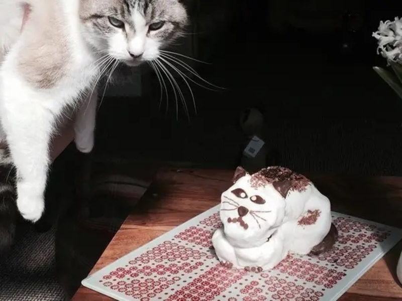 El maullido de ese gato | Reddit.com/Olibobs