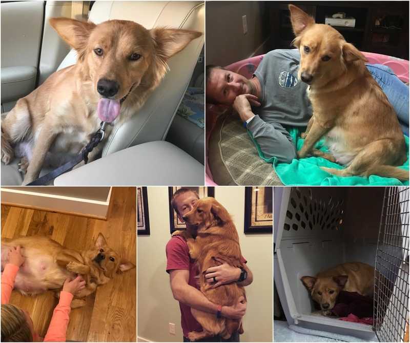 Couple Rescues Pregnant Dog, But Vet Doesn’t Think She’s Carrying Puppies | Instagram/@ourgoldenyears