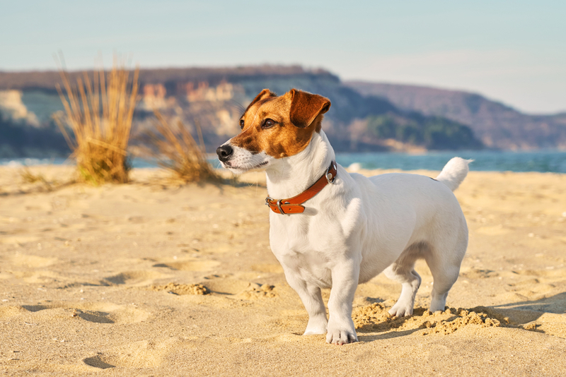 Jack Russell Terrier | Shutterstock