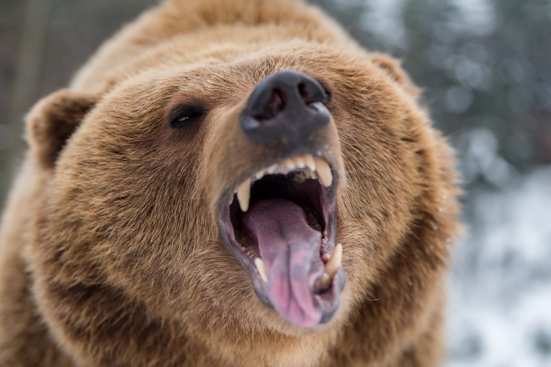 The Bear Was Very Upset | Shutterstock Photo by Volodymyr Burdiak
