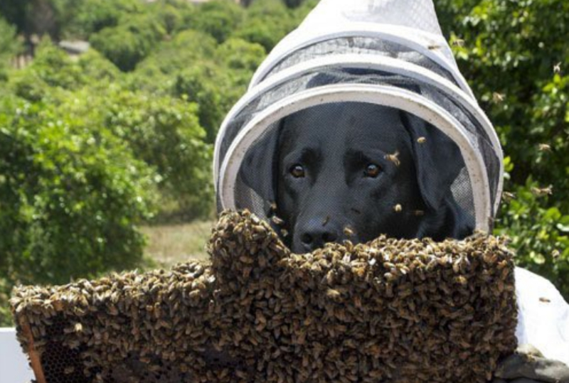 This Black Labrador Helps Save Bees | Twitter/@cl0in