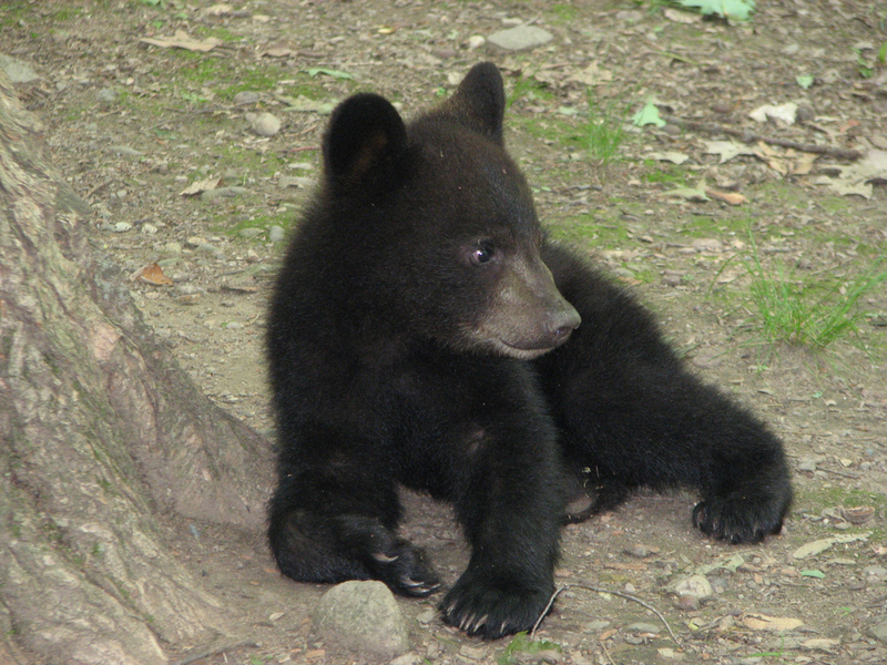 Baby Bear | Shutterstock Photo by Susan Kehoe