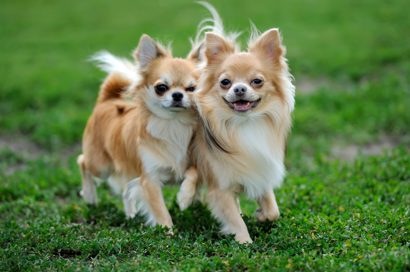 Chihuahua | Shutterstock