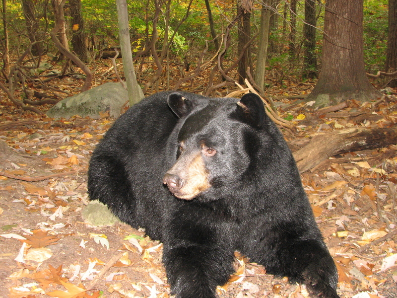 A Big Black Bear | Shutterstock Photo by Susan Kehoe