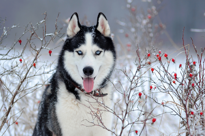 Alaskan Husky | Shutterstock