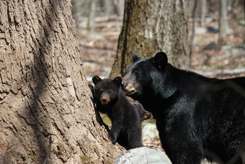 The Bear and Her Cub Were in Good Hands | Shutterstock Photo by Susan Kehoe