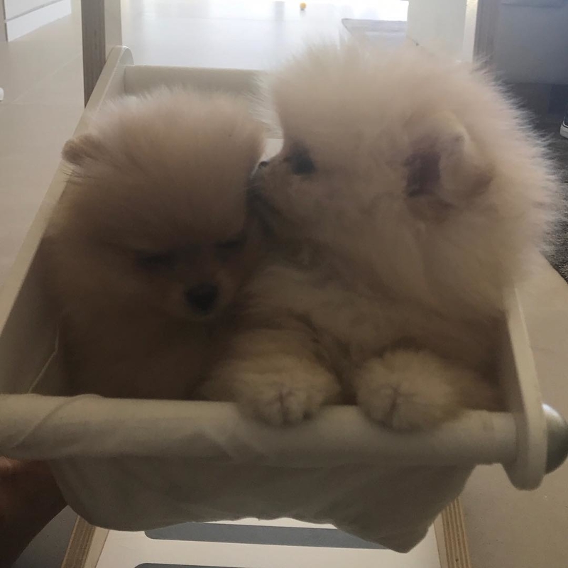 White Pomeranians | Instagram/@kimkardashian