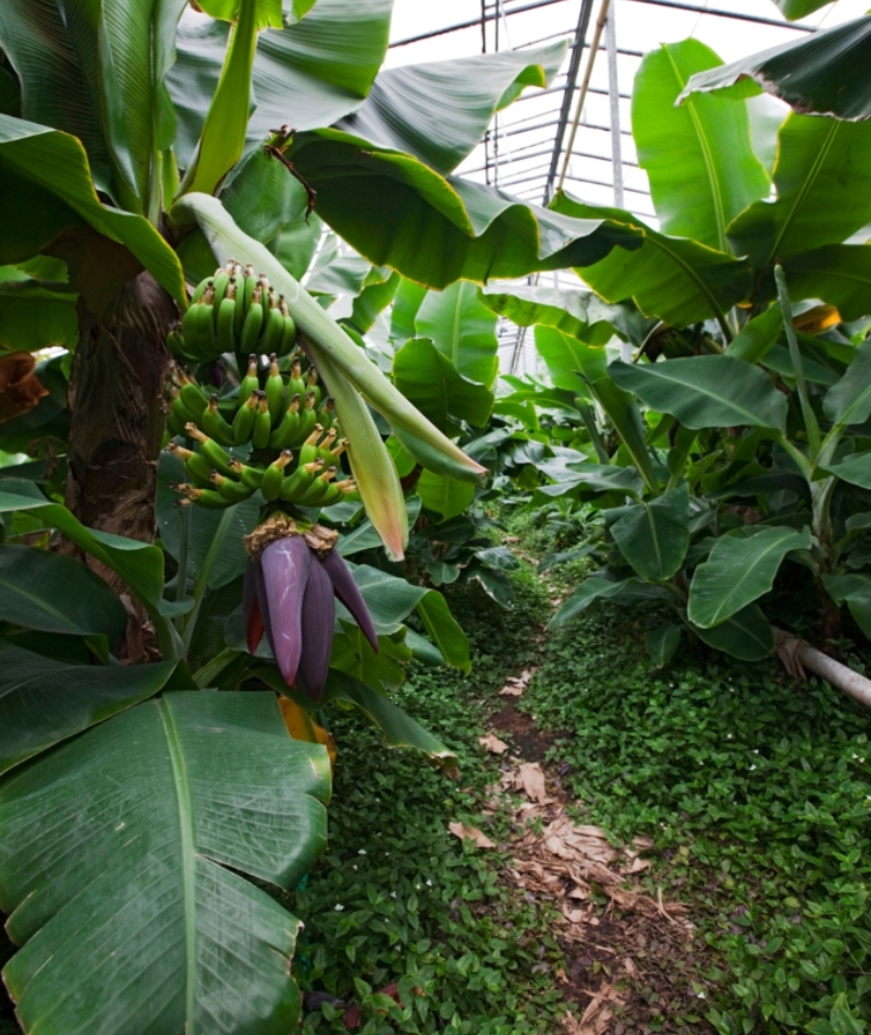 Island hat Europas größte Bananenplantage | Alamy Stock Photo by COMPAGNON Bruno/SAGAPHOTO.COM