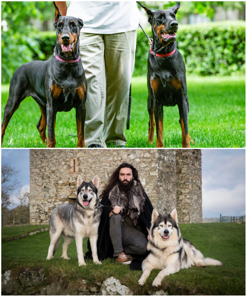 Two Dobermans and Two Northern Inuits Helped Film a Recent Star Wars Movie | Alamy Stock Photo