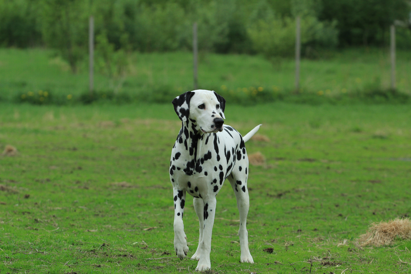 Dalmatian | Shutterstock
