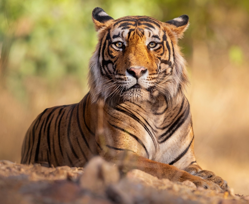 Was There a Tiger? | PhotocechCZ/Shutterstock
