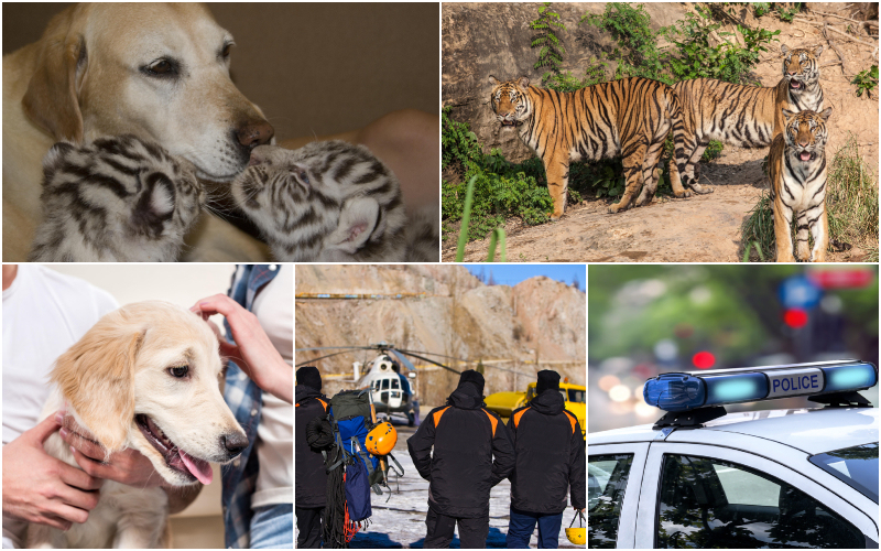 Couple Finds Dog Raising 3 Tiger Cubs – Emotional Zookeeper Reveals the Truth Years Later | Alamy Stock Photo by david moody & LightField Studios Inc. & Julia Pivovarova/Shutterstock & wanphen chawarung/Shutterstock & Bennian/Shutterstock 